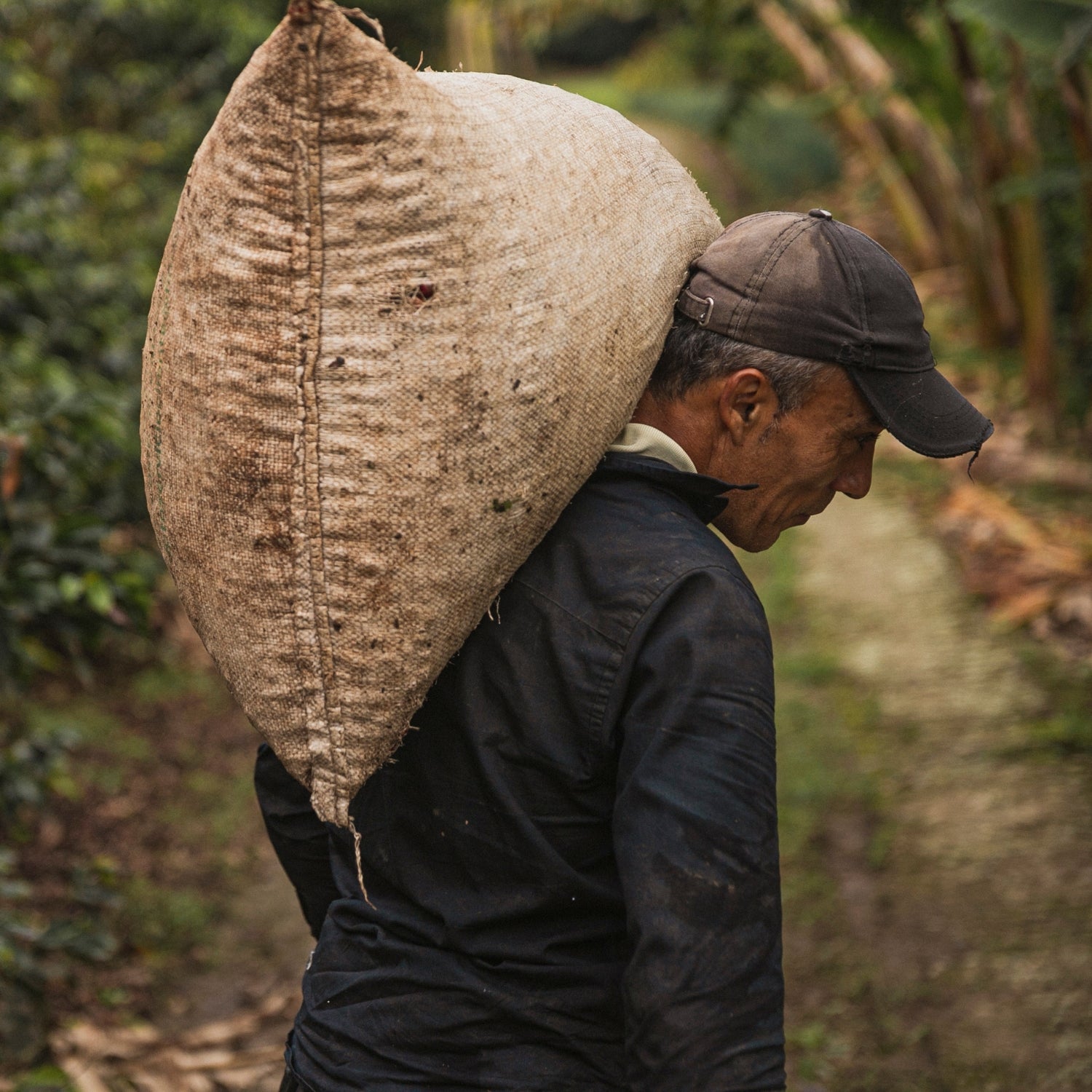Colombia Los Yarumos