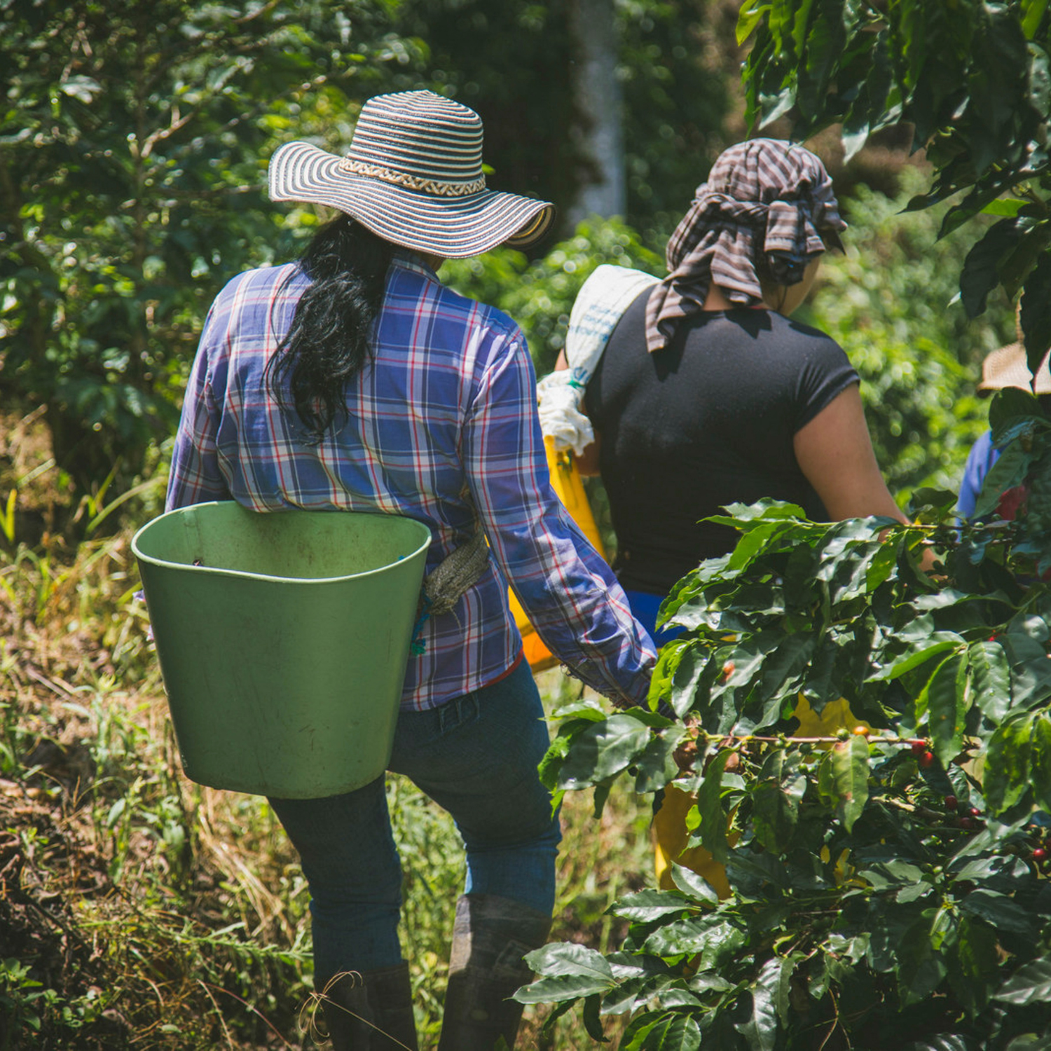 Colombia Las Flores