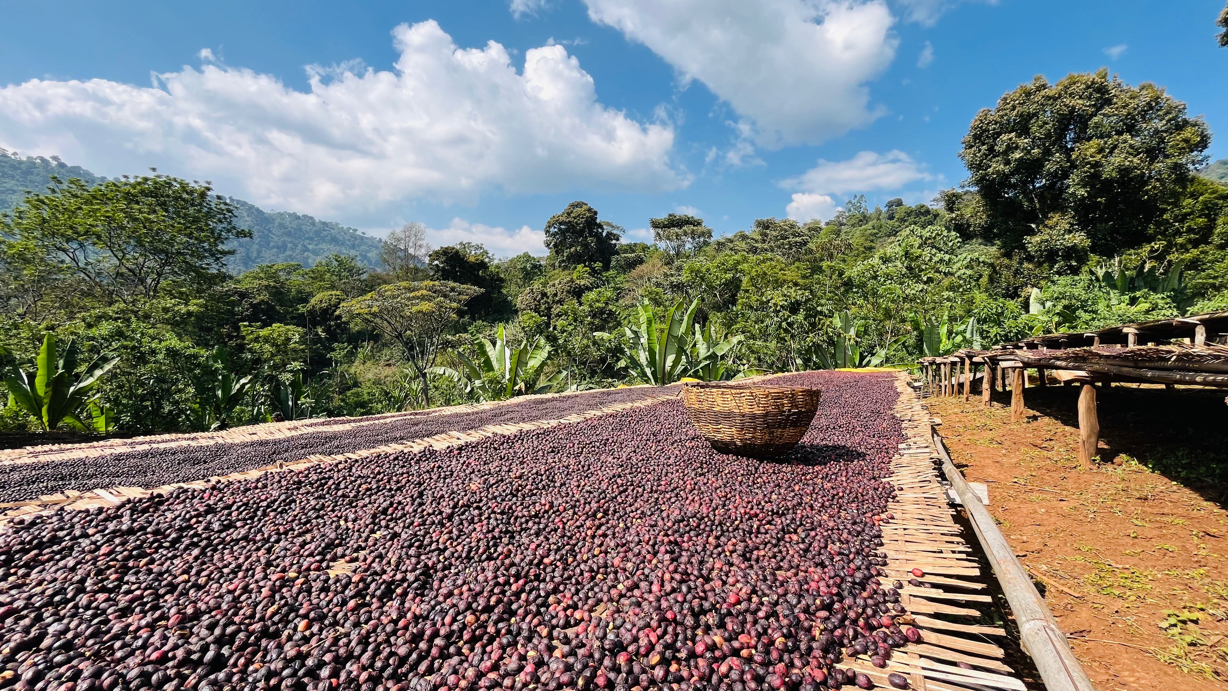 Obróbka natural, washed, honey, anaerobic — jak proces zmienia smak kawy