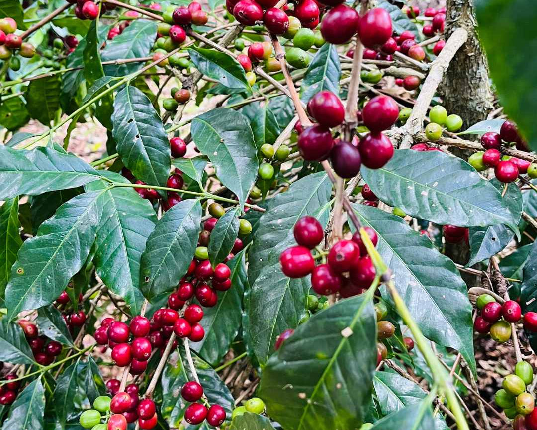 Jak zmienia się smak kawy wraz ze zmianami klimatu?