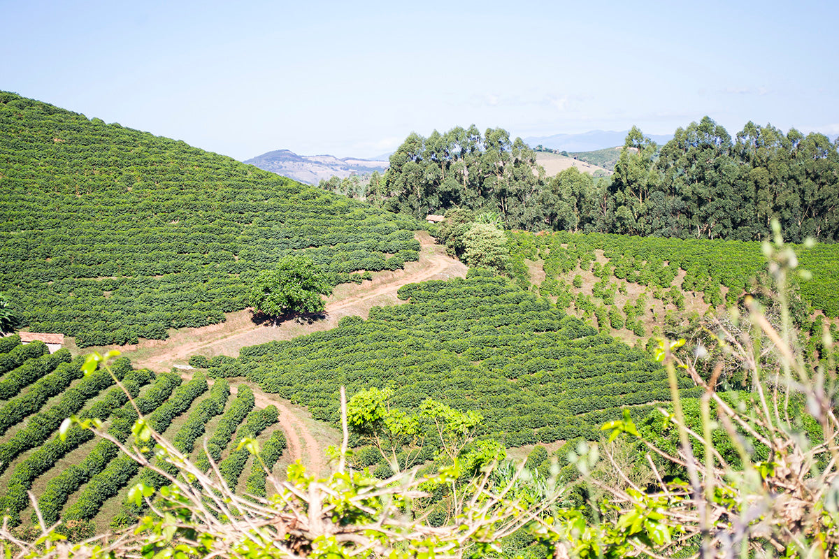 Brazil Matheus De Oliveira