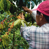 Colombia Los Yarumos