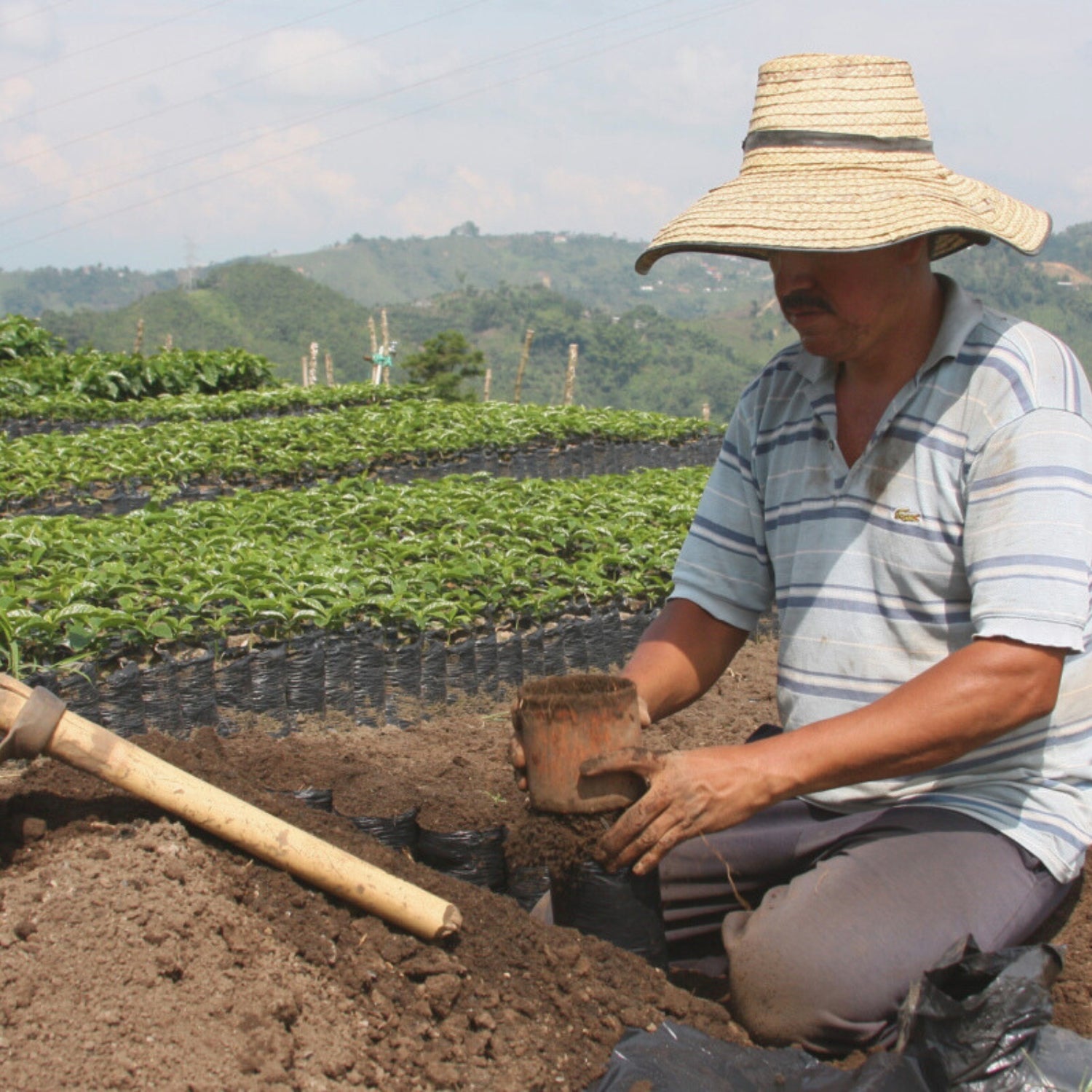 Colombia Pitalito