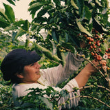 Colombia Las Nogales