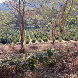 Tanzania Ngila Estate Filter