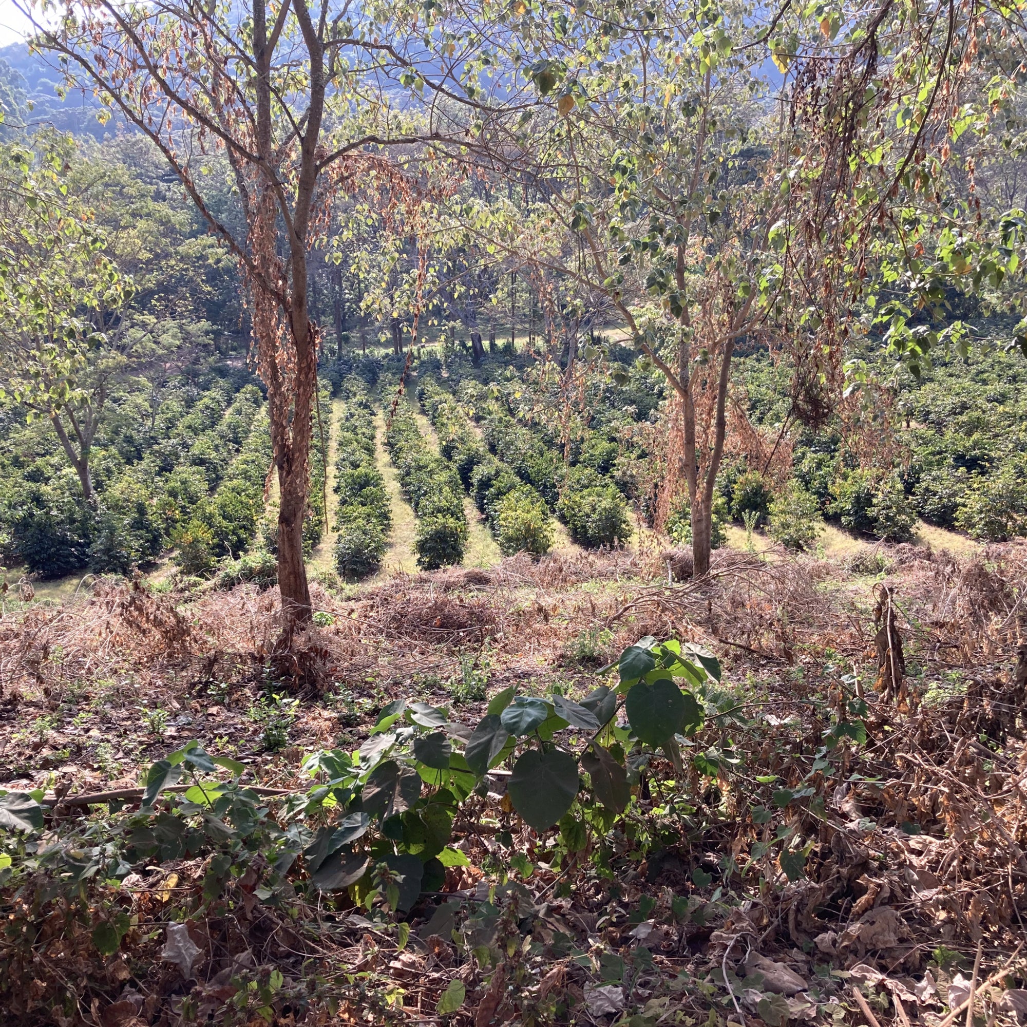 Tanzania Ngila Estate Filter