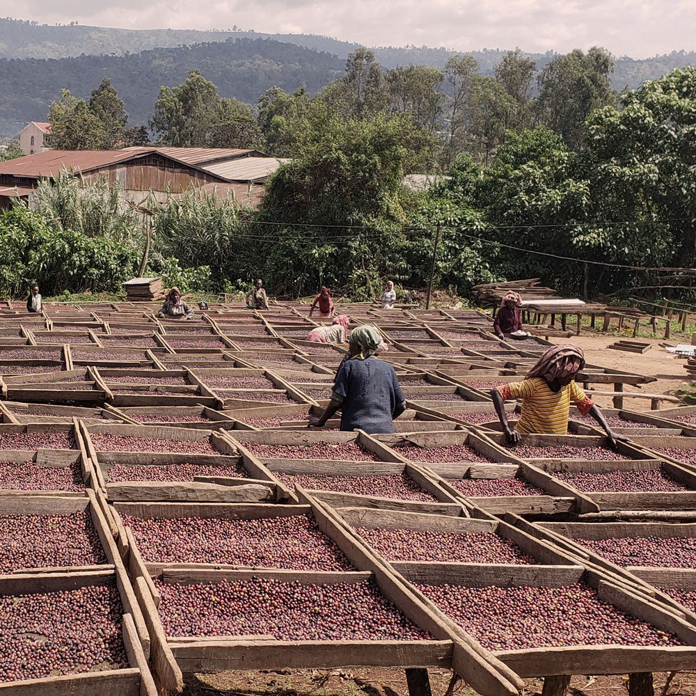 Ethiopia Banko Gotiti