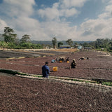 Ethiopia Banko Gotiti