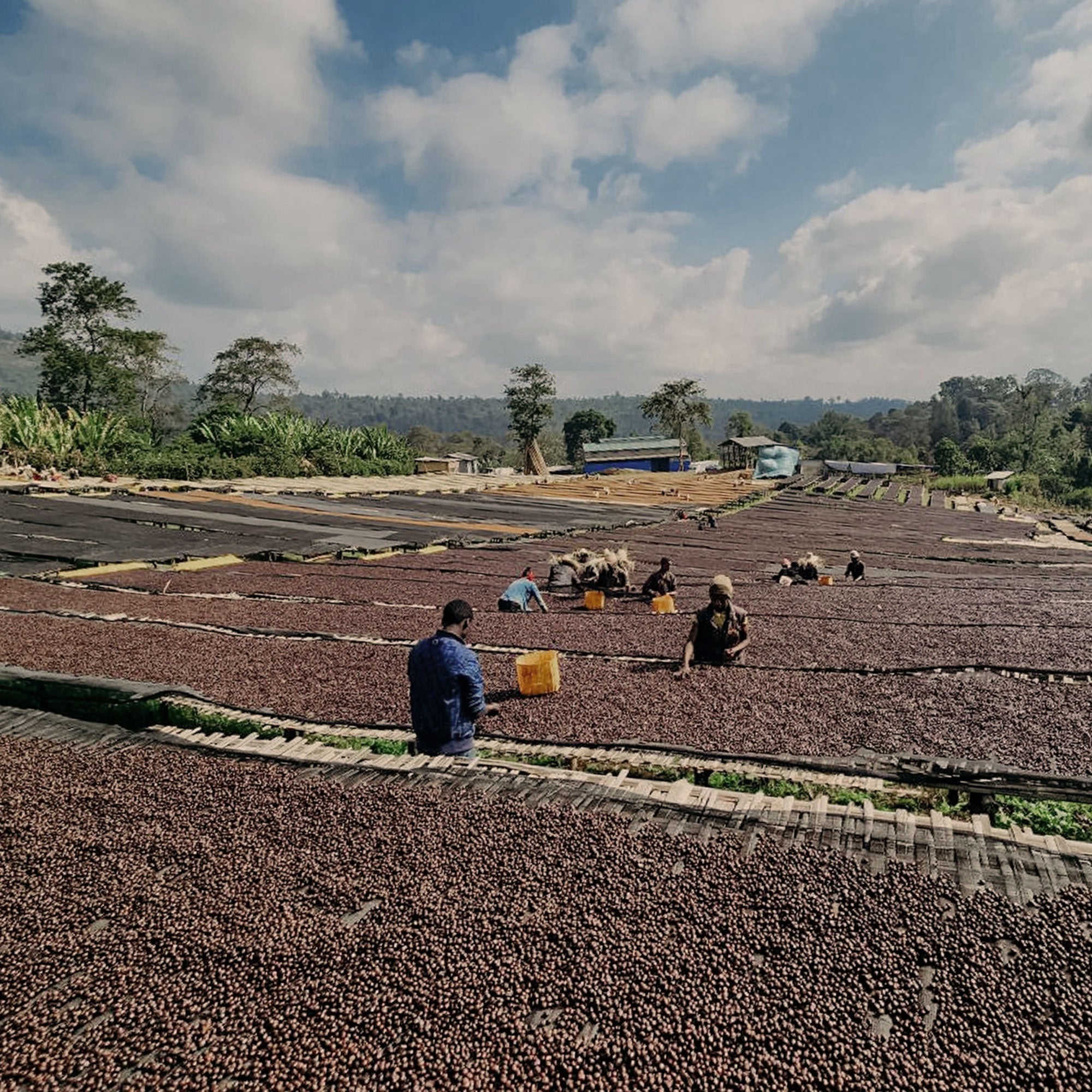 Ethiopia Banko Gotiti