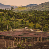 Ethiopia Buncho