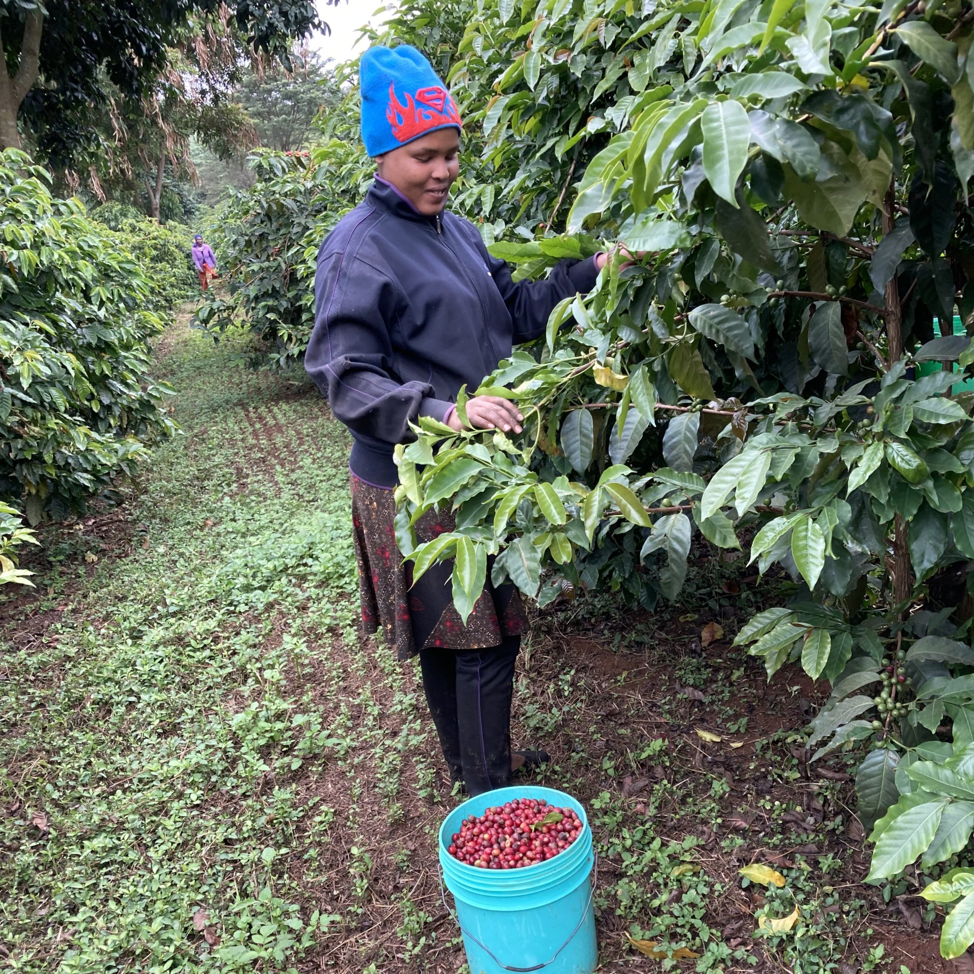 Tanzania Ngila Estate Filter